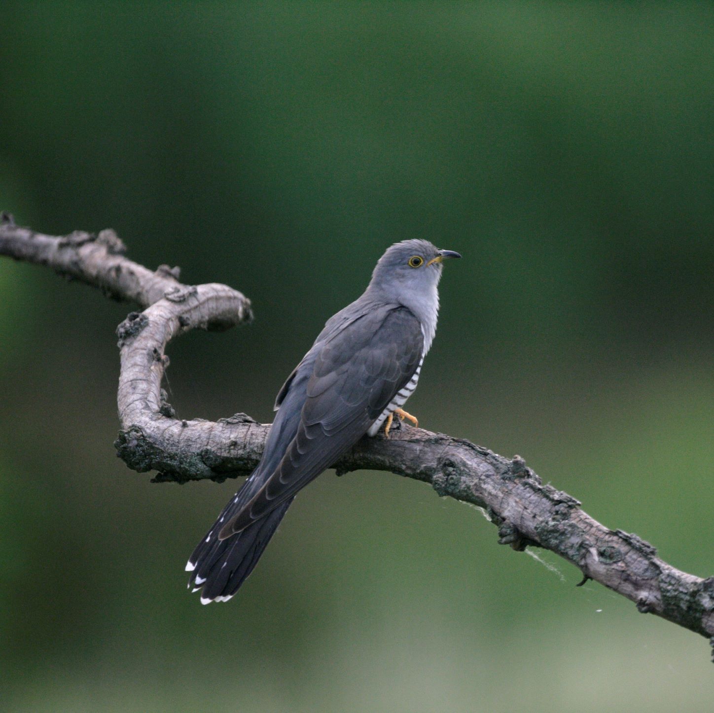 The Estate - Wildlife and Nature - Spring - Cuckoo